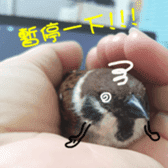 happy sparrow-doudou sticker #14758023