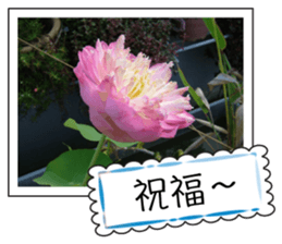 Blessing of flowers sticker #14767295