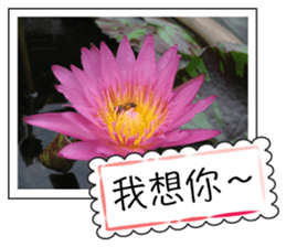 Blessing of flowers sticker #14767297
