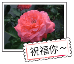 Blessing of flowers sticker #14767298
