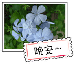 Blessing of flowers sticker #14767303