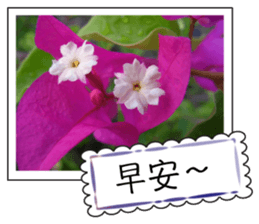 Blessing of flowers sticker #14767304