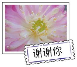 Blessing of flowers sticker #14767305