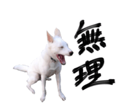 WhitedogSticker sticker #14769311