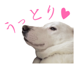 WhitedogSticker sticker #14769313