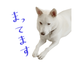 WhitedogSticker sticker #14769314