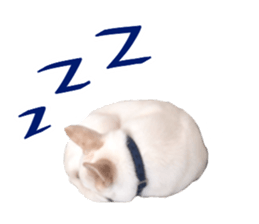 WhitedogSticker sticker #14769315