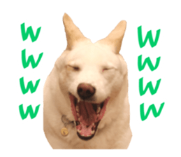 WhitedogSticker sticker #14769317