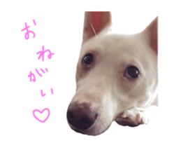 WhitedogSticker sticker #14769318
