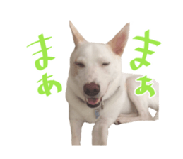 WhitedogSticker sticker #14769320