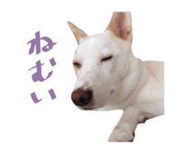 WhitedogSticker sticker #14769321