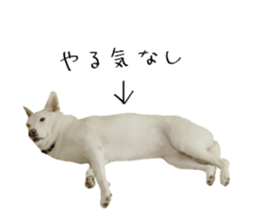 WhitedogSticker sticker #14769322