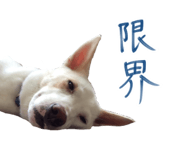 WhitedogSticker sticker #14769323