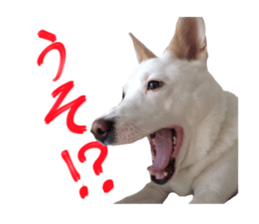 WhitedogSticker sticker #14769324