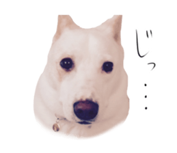 WhitedogSticker sticker #14769325