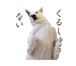 WhitedogSticker sticker #14769326