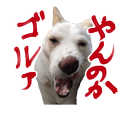 WhitedogSticker sticker #14769327