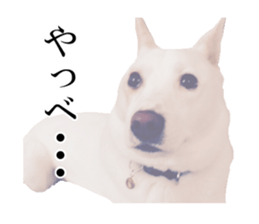 WhitedogSticker sticker #14769331