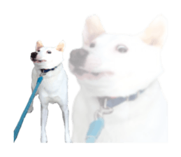 WhitedogSticker sticker #14769332