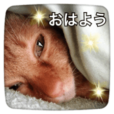 katsura cat2 sticker #14773318