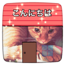 katsura cat2 sticker #14773319