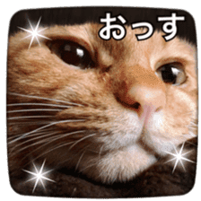 katsura cat2 sticker #14773320