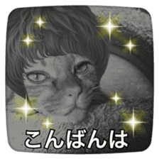 katsura cat2 sticker #14773321