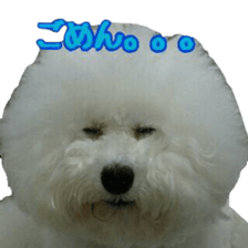 toypoodle shirasu sticker #14774480