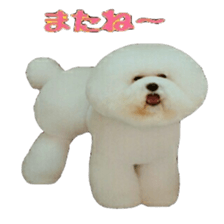 toypoodle shirasu sticker #14774481