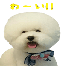 toypoodle shirasu sticker #14774482