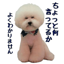 toypoodle shirasu sticker #14774483