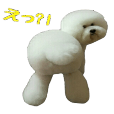 toypoodle shirasu sticker #14774484