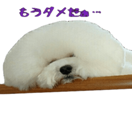 toypoodle shirasu sticker #14774485