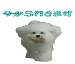 toypoodle shirasu sticker #14774486