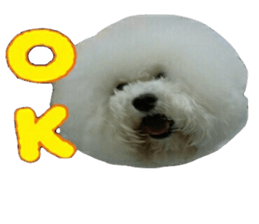 toypoodle shirasu sticker #14774487