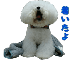 toypoodle shirasu sticker #14774488