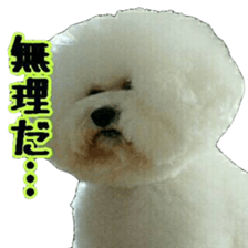 toypoodle shirasu sticker #14774493