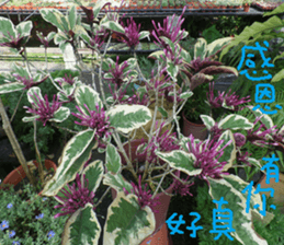 City sticker #14775608