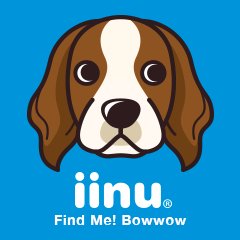 iinu - Irish Red and White Setter