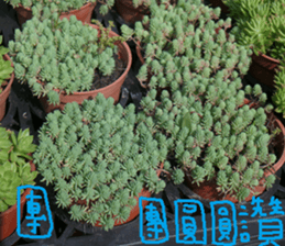 Qiong Xia sticker #14776630