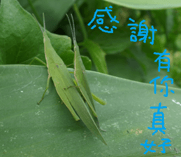 Qiong Xia sticker #14776634