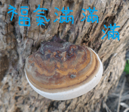 Qiong Xia sticker #14776635