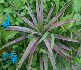 Qiong Xia sticker #14776636