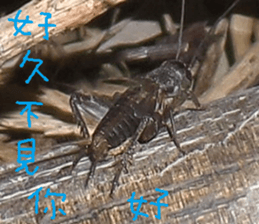 Qiong Xia sticker #14776637