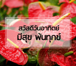 Daily Greetings.. sticker #14778247