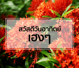 Daily Greetings.. sticker #14778248