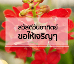 Daily Greetings.. sticker #14778249