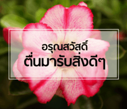 Daily Greetings.. sticker #14778257