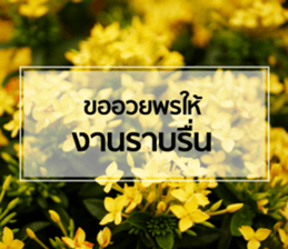 Daily Greetings.. sticker #14778258