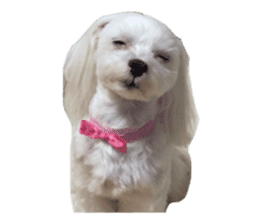 Maltese&Yorkshire Terrier sticker #14778492